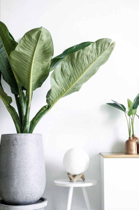 Voorbeeldplant