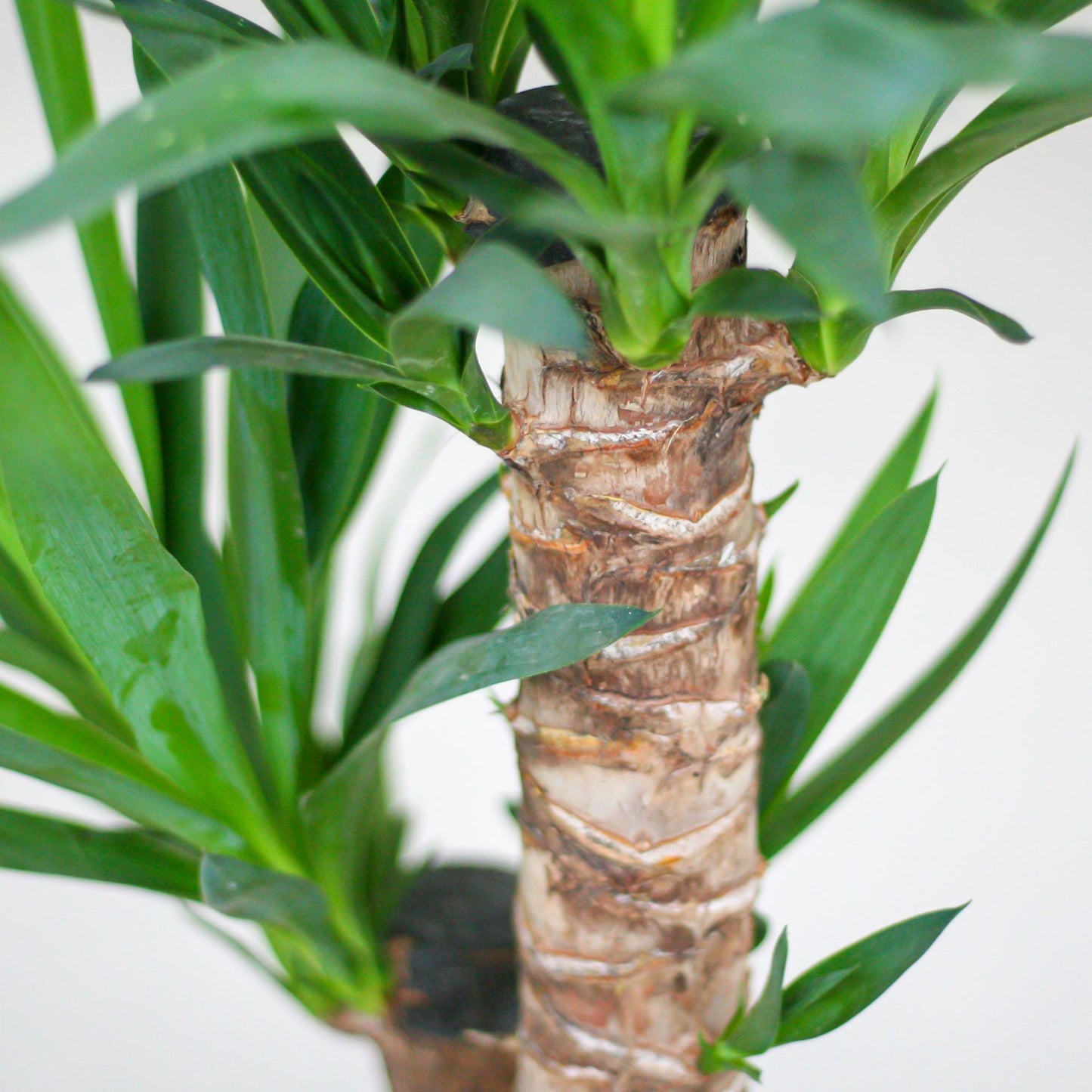 Yucca Elephantipes mit Mand Lissabon weiß - 90cm - Ø21