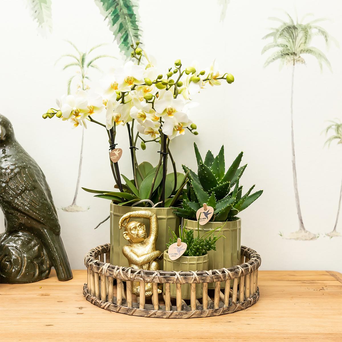 Kolibri-Startseite | Ornament - Dekorationsbild Sitzender Affe - Gold