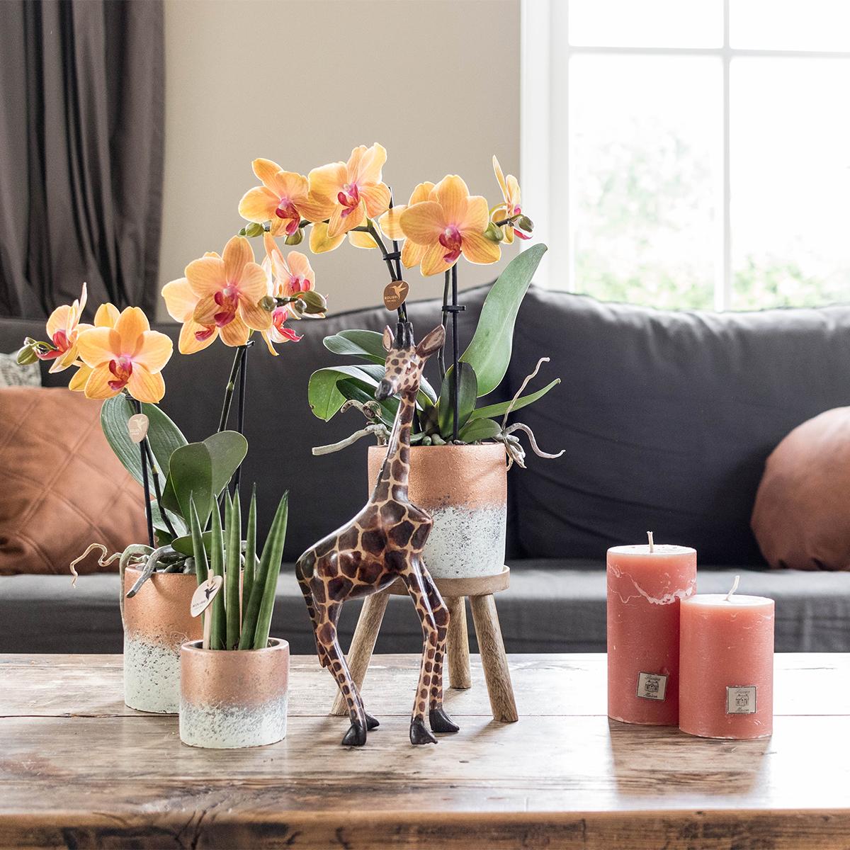Kolibri-Startseite | Plantenstandaard - Houten planten verhoging Ø12cm