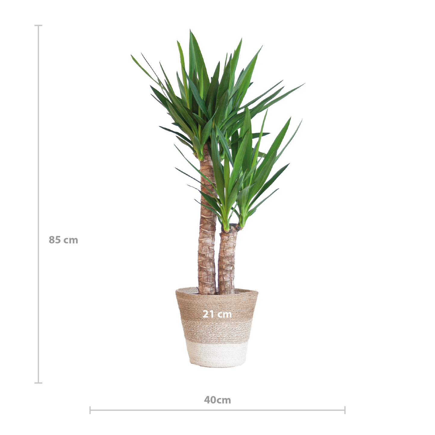 Yucca Elephantipes mit Mand Lissabon weiß - 90cm - Ø21