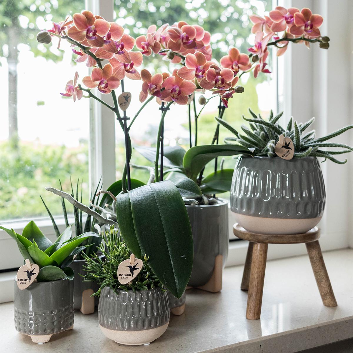 Kolibri-Startseite | Plantenstandaard - Houten planten verhoging Ø12cm