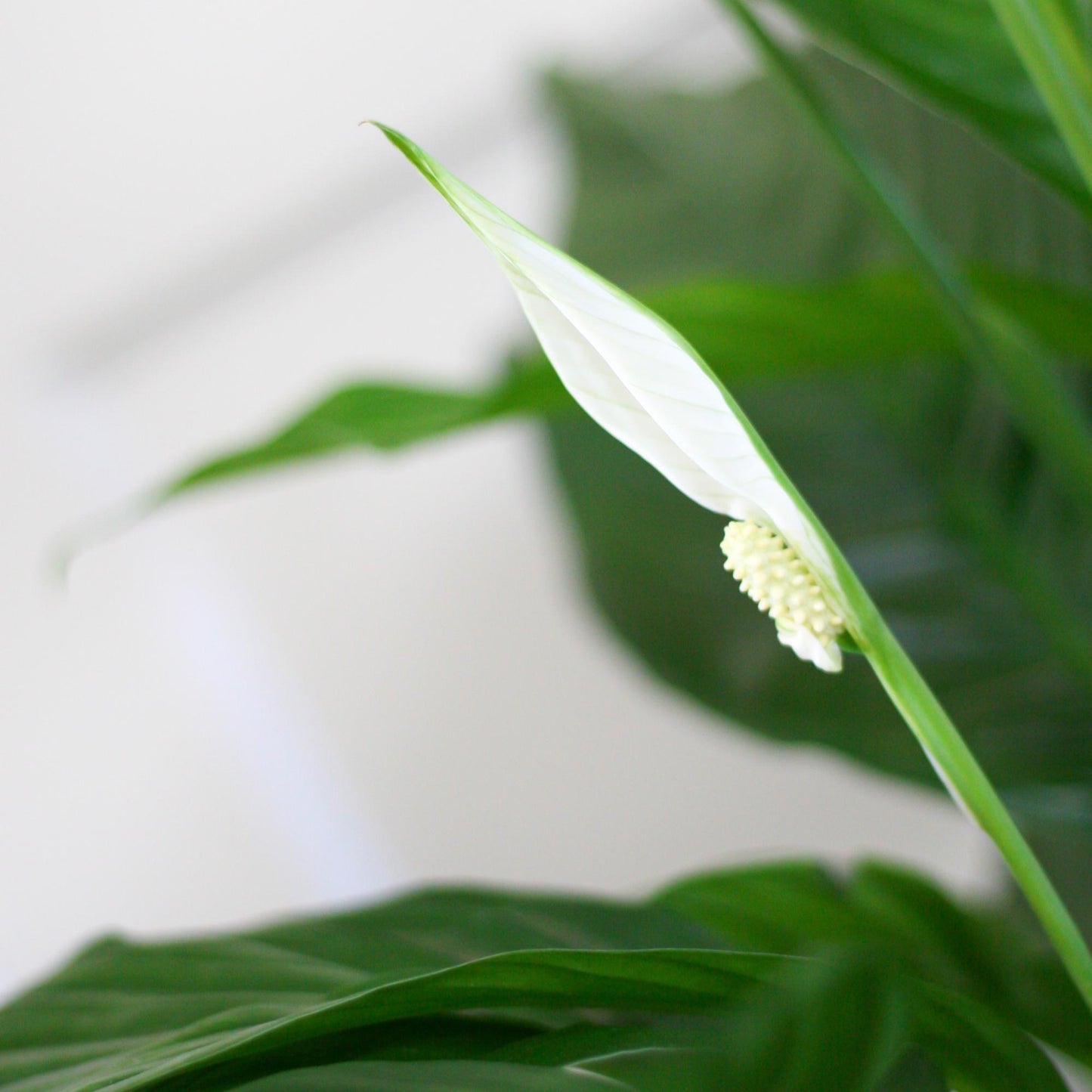 Spathiphyllum mit Mand Lissabon weiß – 80 cm – Ø21