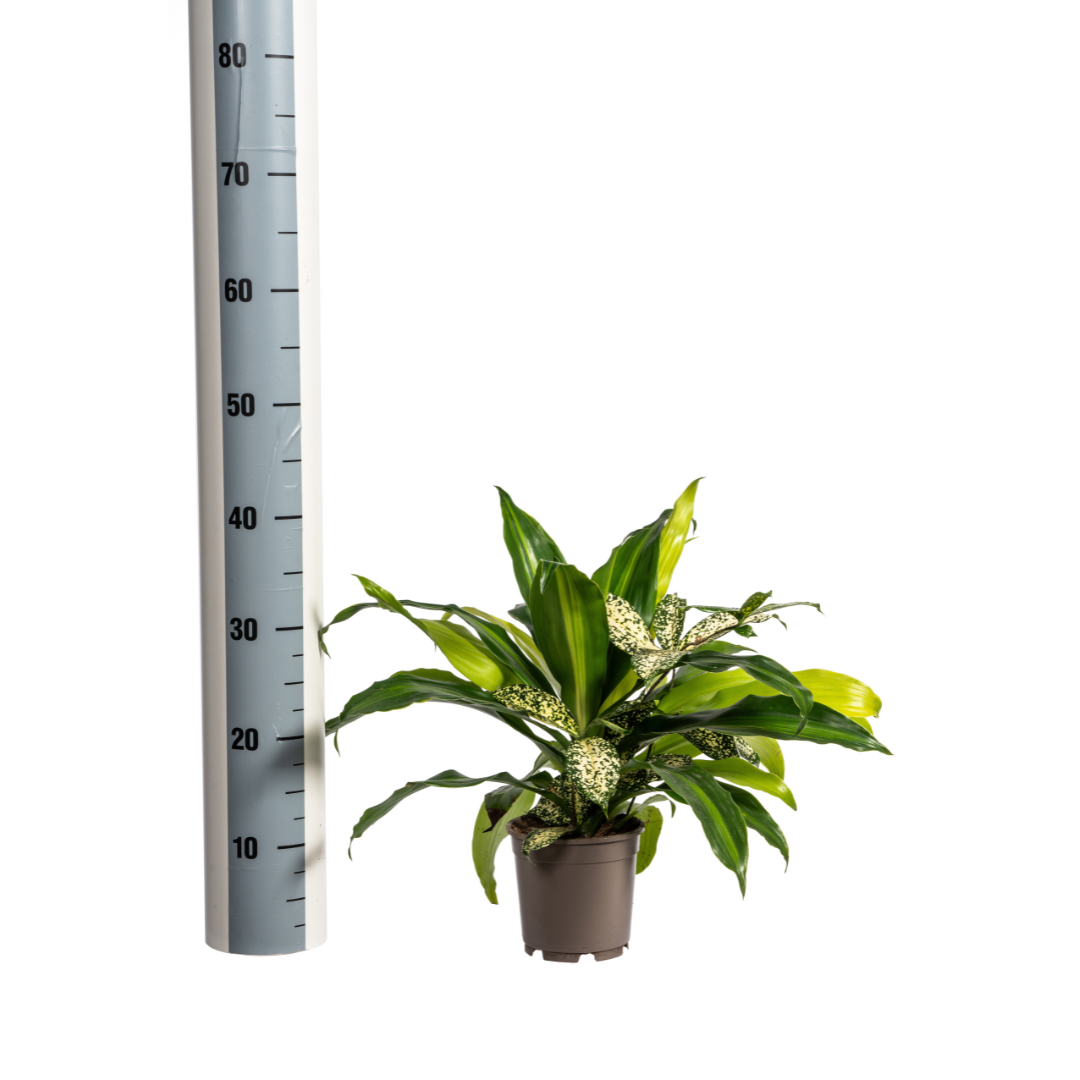 Gemischte Kombination Ø17cm - ↕55 - 65cm