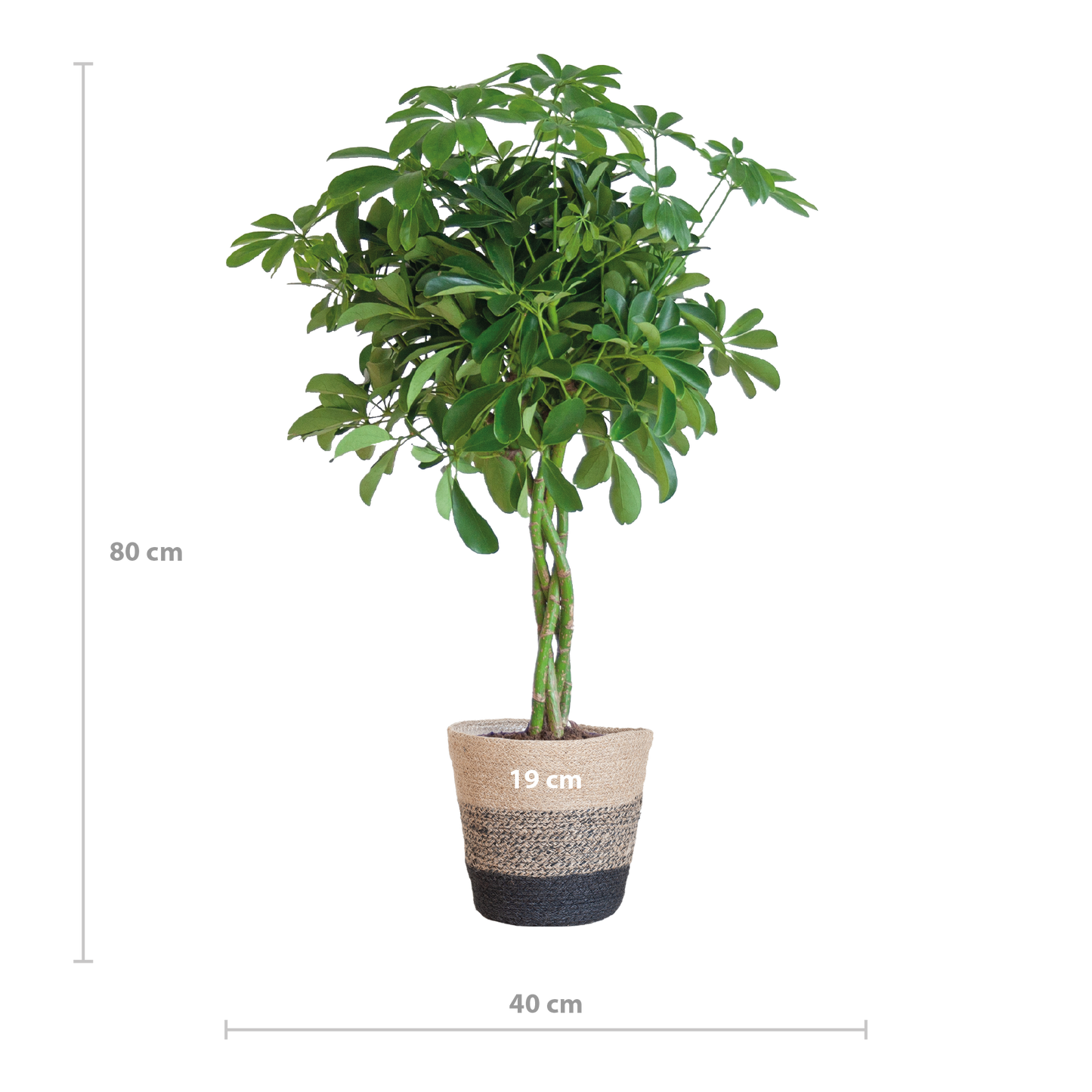 Schefflera Arab Nora mit Mand Lissabon schwarz - 70cm - Ø21
