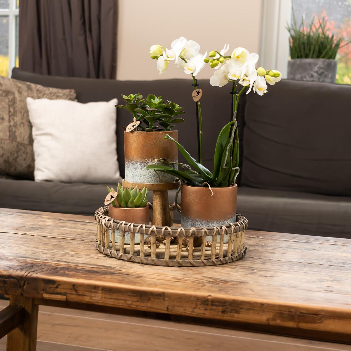 Kolibri-Startseite | Plantenstandaard - Houten planten verhoging Ø12cm