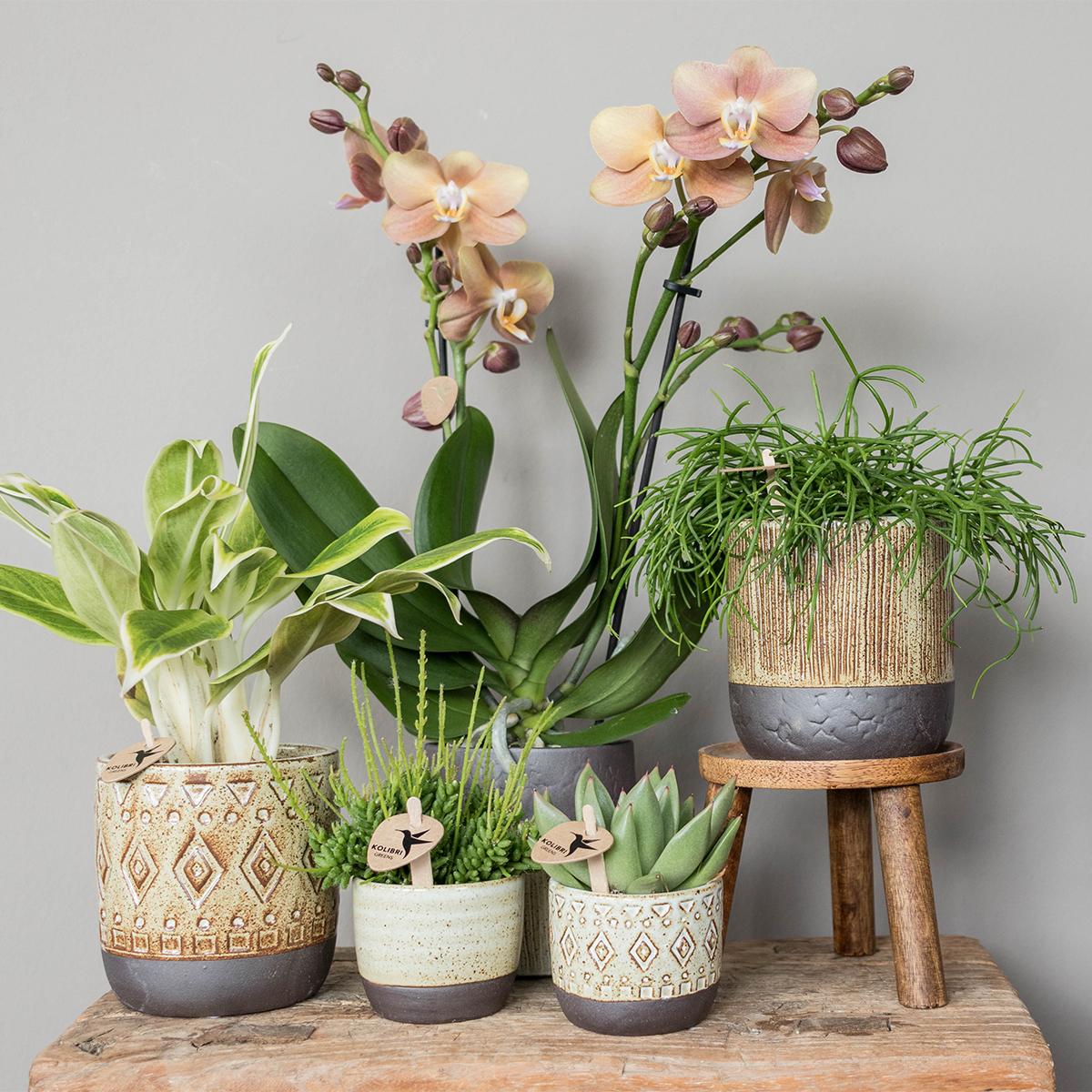 Kolibri-Startseite | Plantenstandaard - Houten planten verhoging Ø12cm