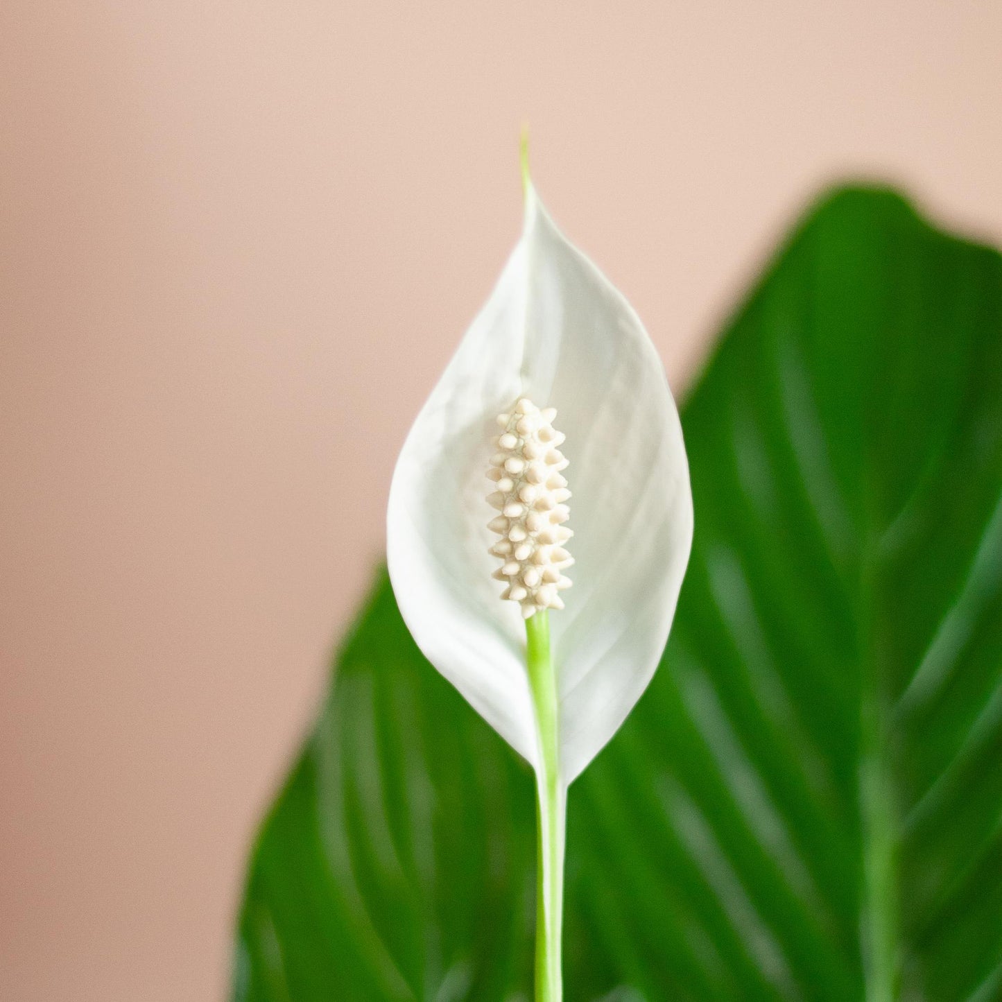 Spathiphyllum mit Mand Lissabon weiß – 80 cm – Ø21