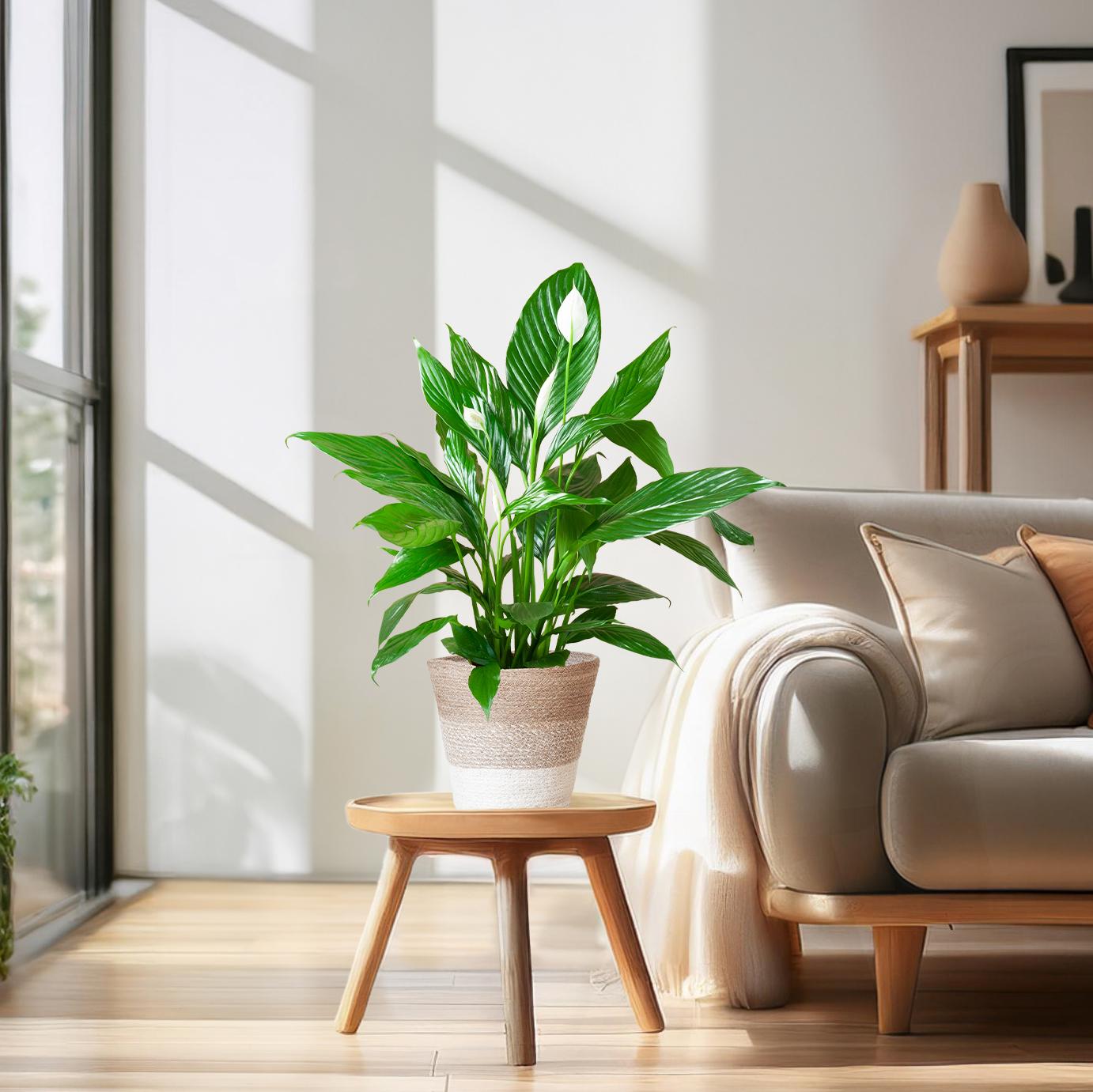 Spathiphyllum mit Mand Lissabon weiß – 80 cm – Ø21