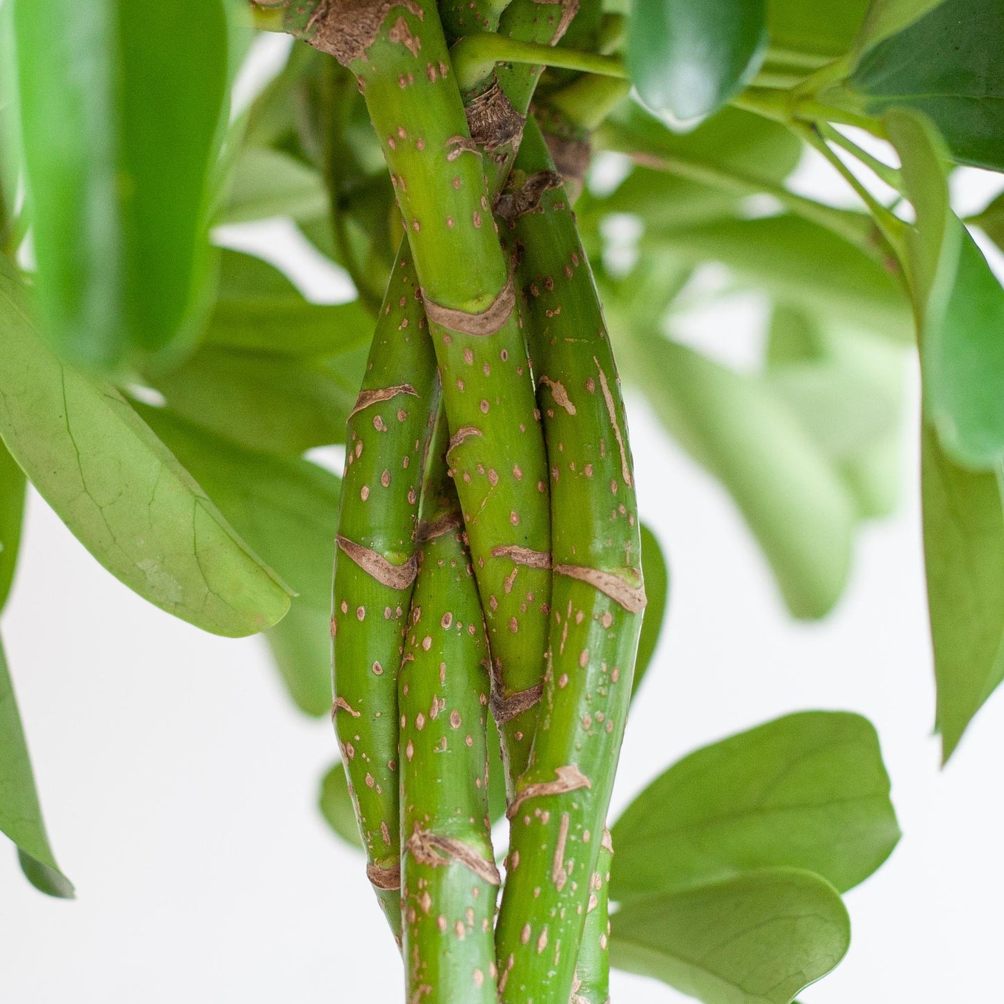 Schefflera Arab Nora mit Mand Lissabon schwarz - 70cm - Ø21