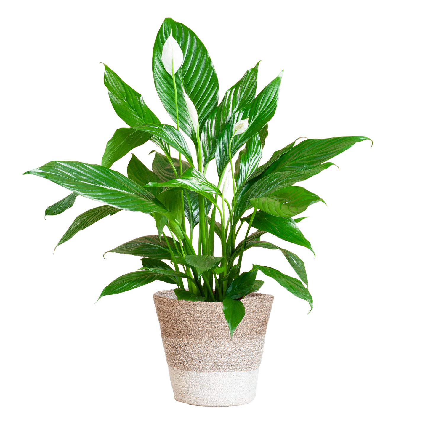 Spathiphyllum mit Mand Lissabon weiß – 80 cm – Ø21