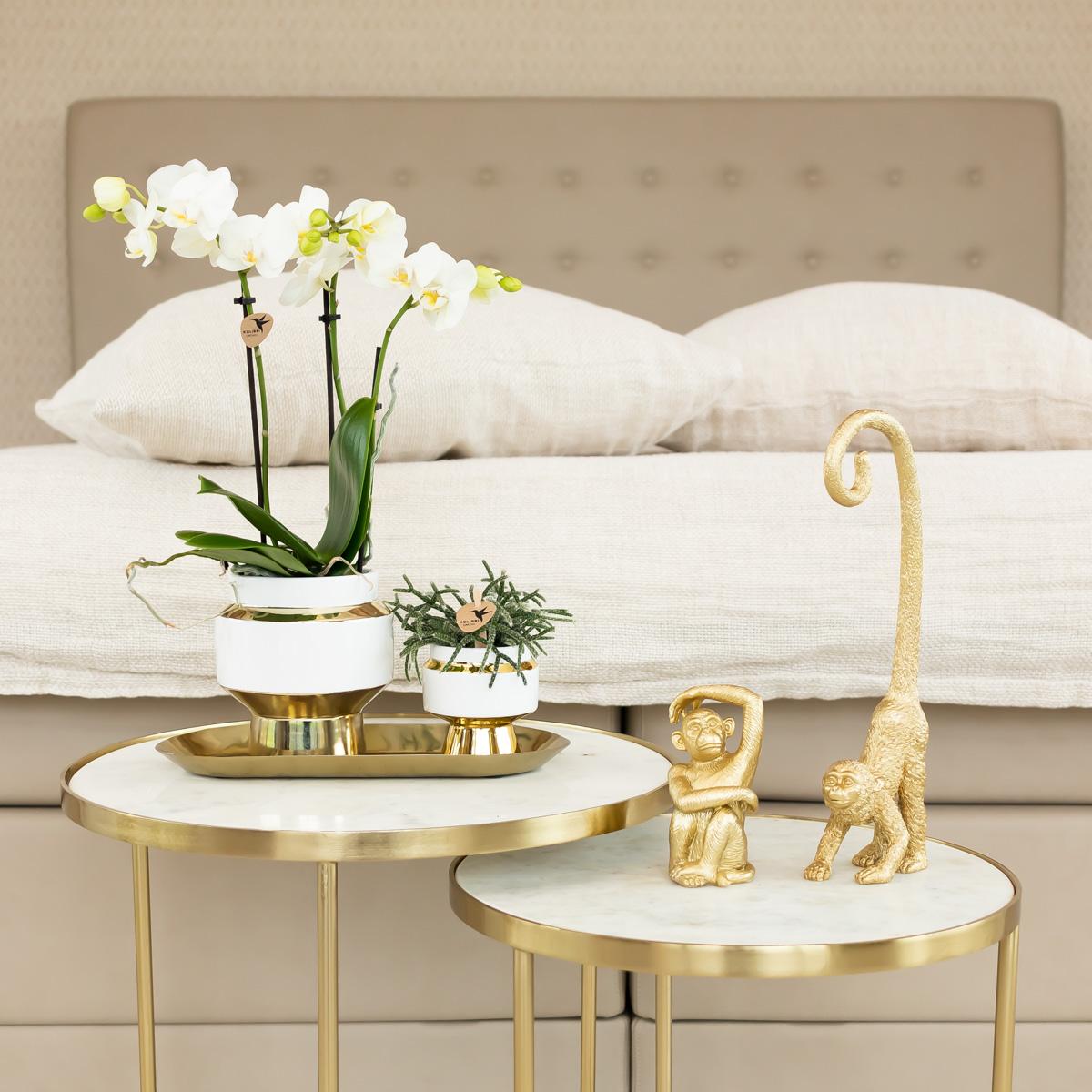 Kolibri-Startseite | Ornament - Dekorationsbild Sitzender Affe - Gold