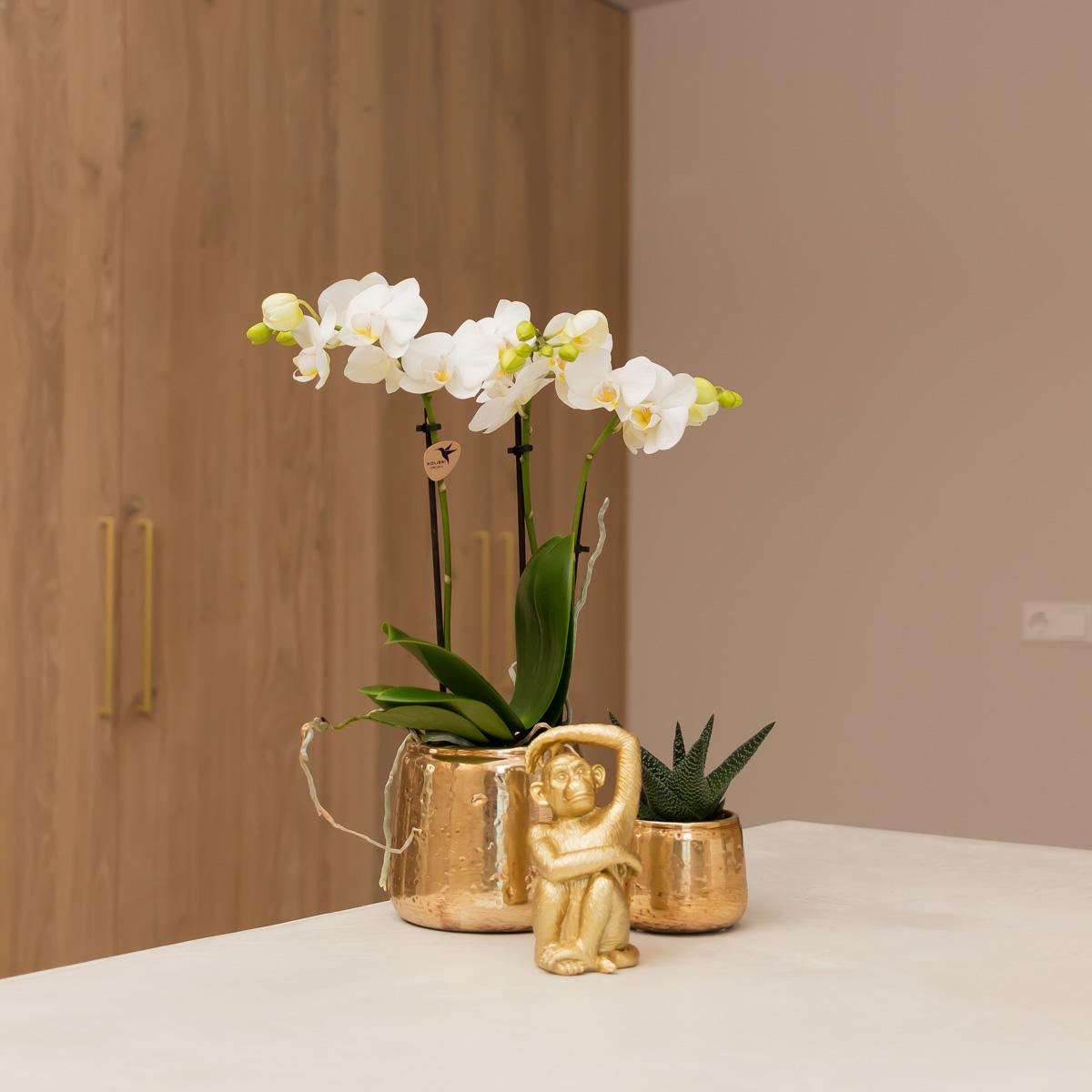 Kolibri-Startseite | Ornament - Dekorationsbild Sitzender Affe - Gold
