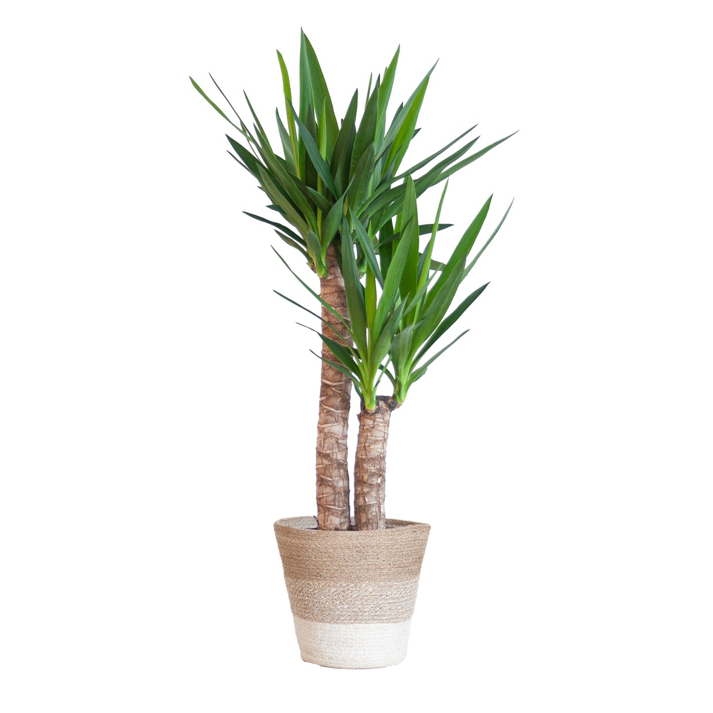 Yucca Elephantipes mit Mand Lissabon weiß - 90cm - Ø21