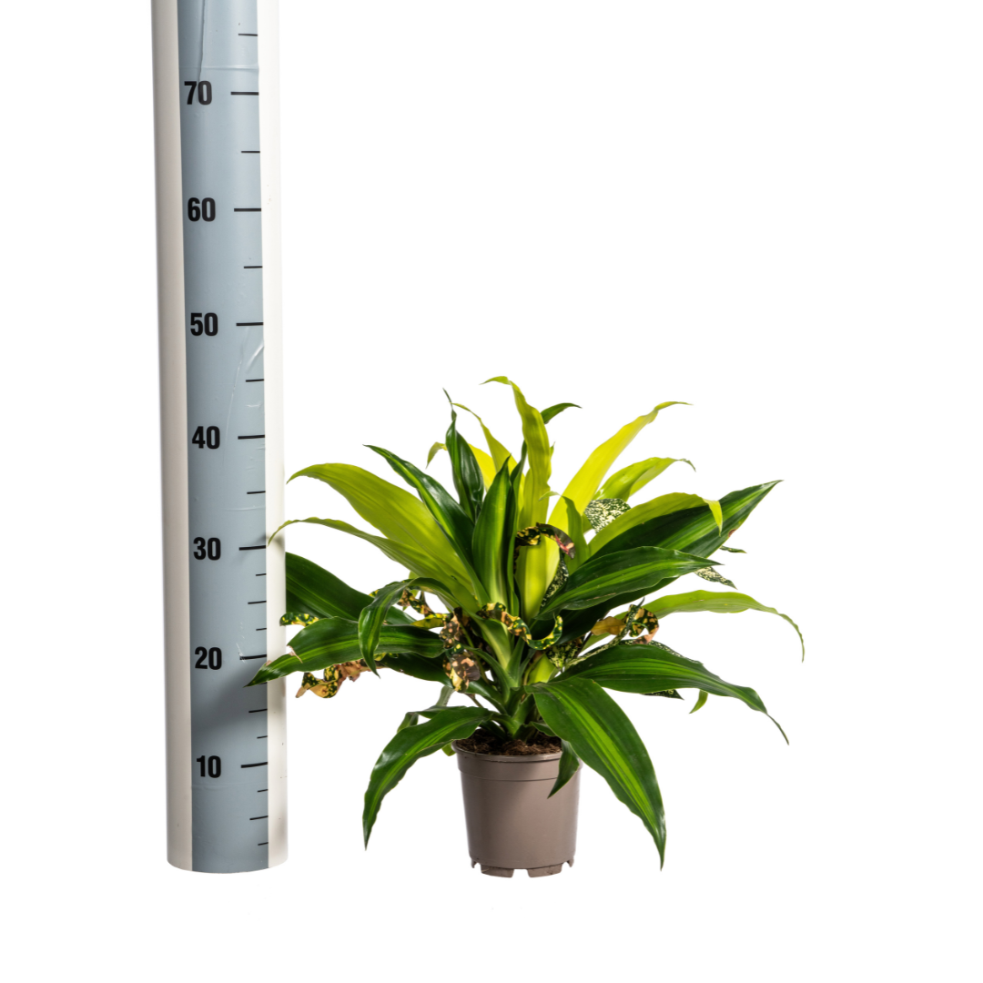 Gemischte Kombination Ø17cm - ↕55 - 65cm