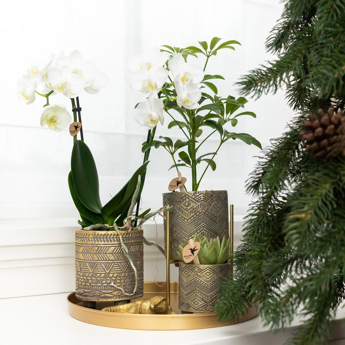 Kolibri-Startseite | Plantenstandaard - Goldmetallischer Plantenverhoging Ø12cm