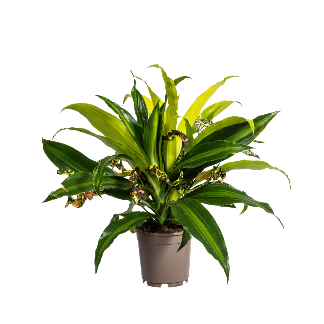Gemischte Kombination Ø17cm - ↕55 - 65cm