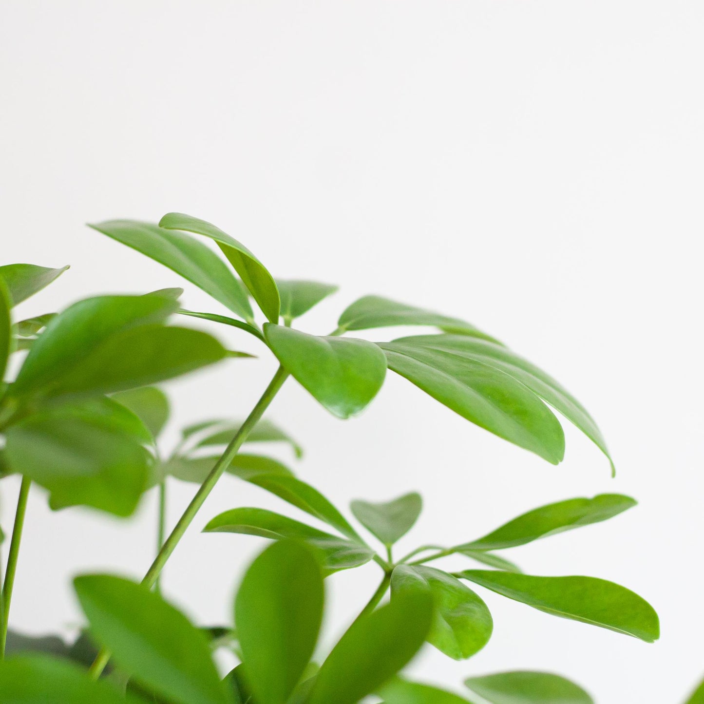 Schefflera Arab Nora mit Mand Lissabon schwarz - 70cm - Ø21