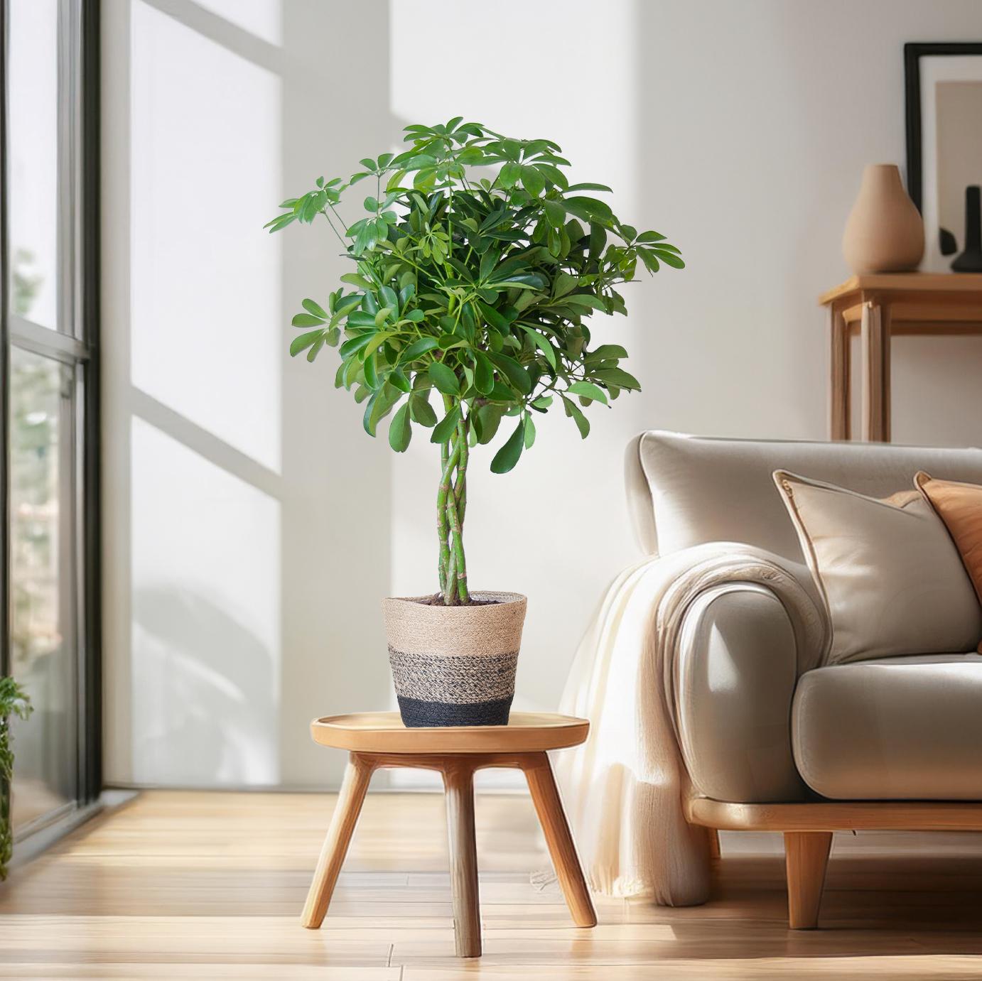 Schefflera Arab Nora mit Mand Lissabon schwarz - 70cm - Ø21