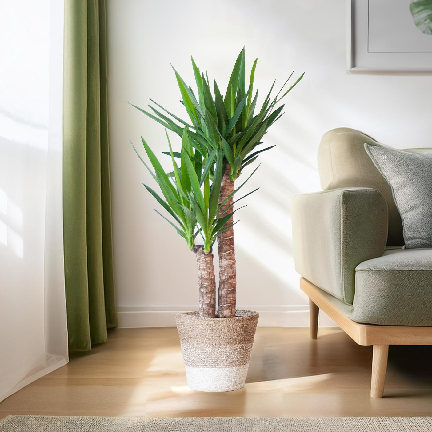 Yucca Elephantipes mit Mand Lissabon weiß - 90cm - Ø21