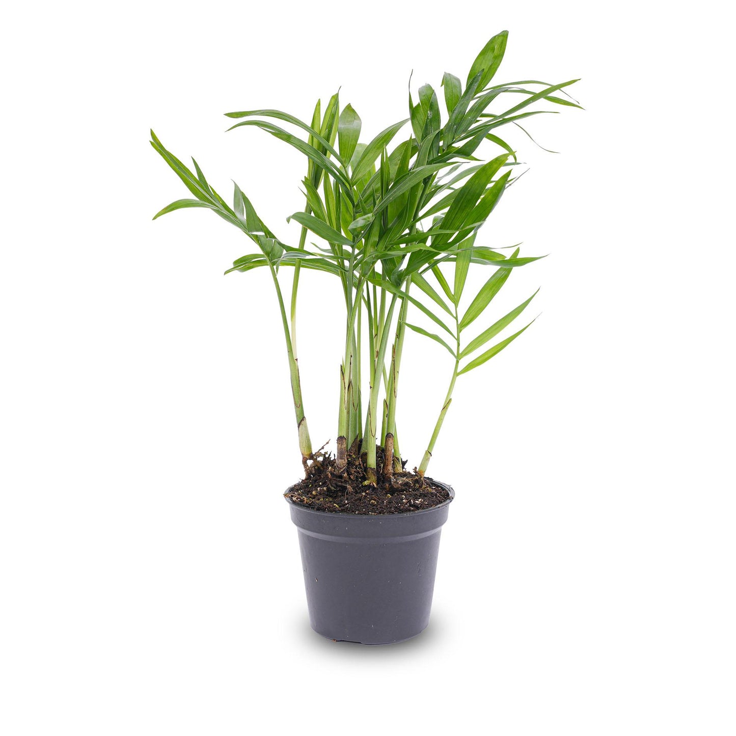 Bergpalme - Chamaedorea elegans 'baby' - Terrarienpflanze - Topf 6