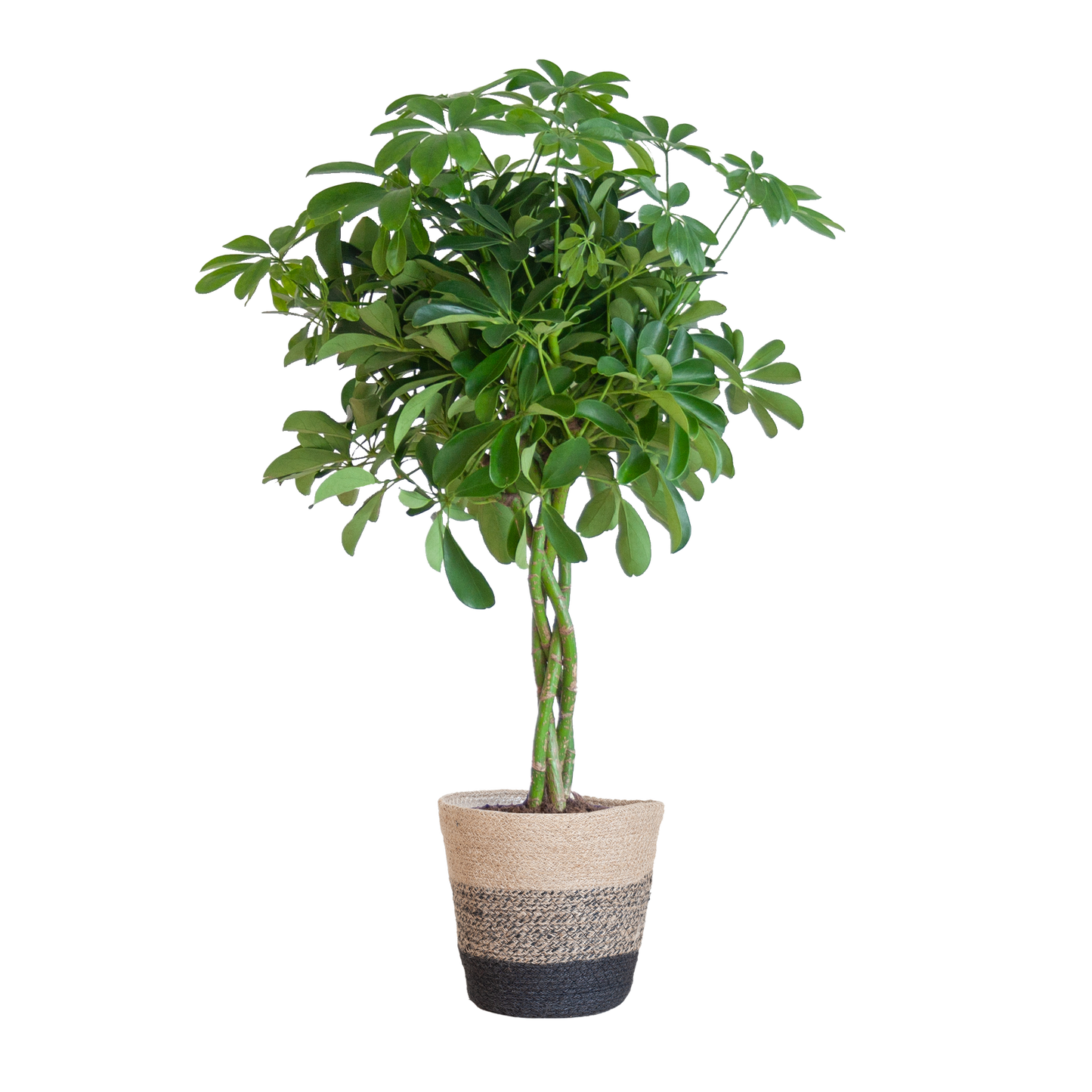 Schefflera Arab Nora mit Mand Lissabon schwarz - 70cm - Ø21