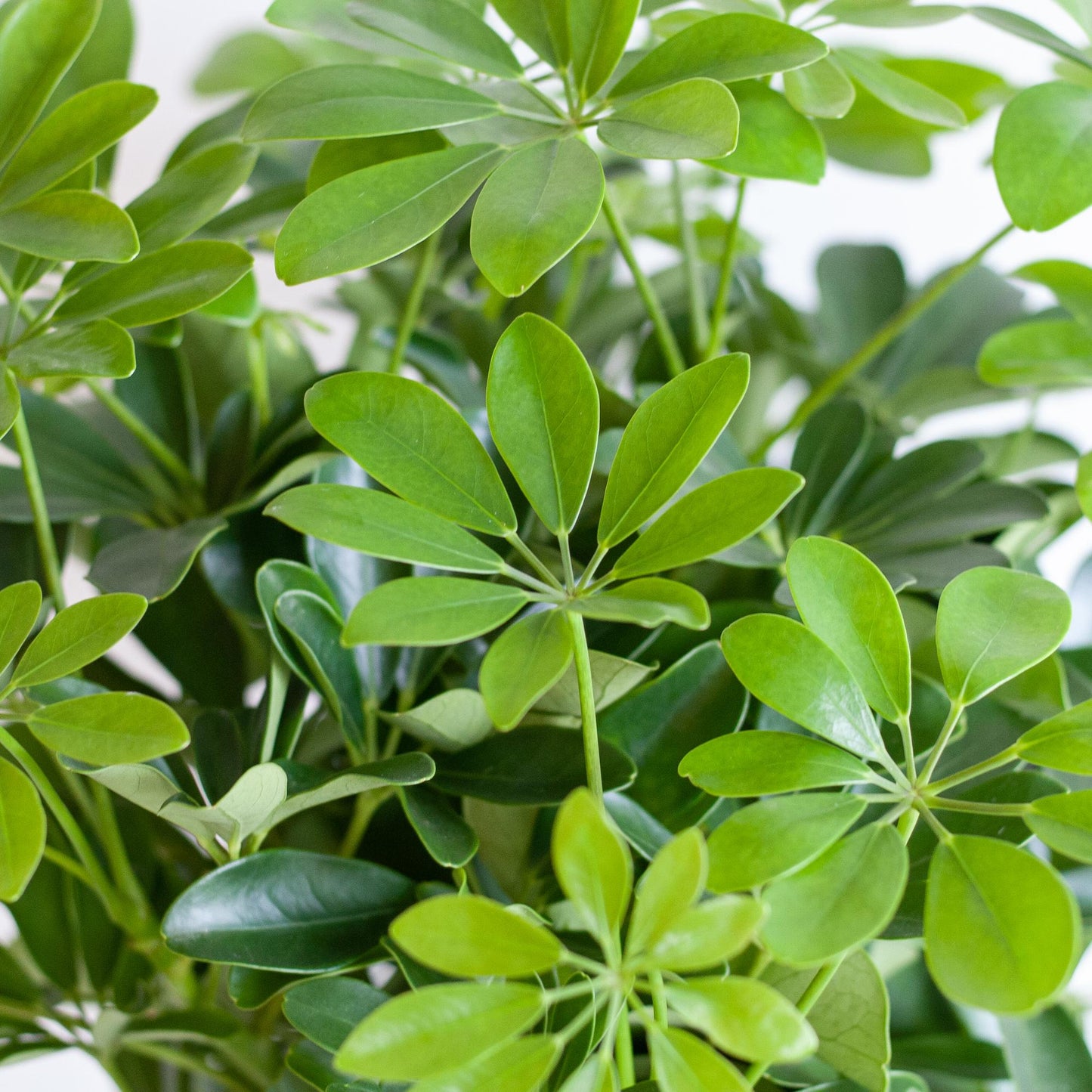 Schefflera Arab Nora mit Mand Lissabon schwarz - 70cm - Ø21