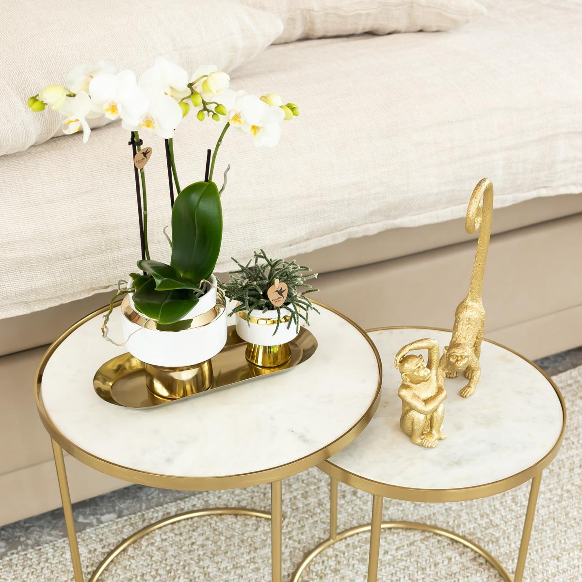 Kolibri-Startseite | Ornament - Dekorationsbild Sitzender Affe - Gold