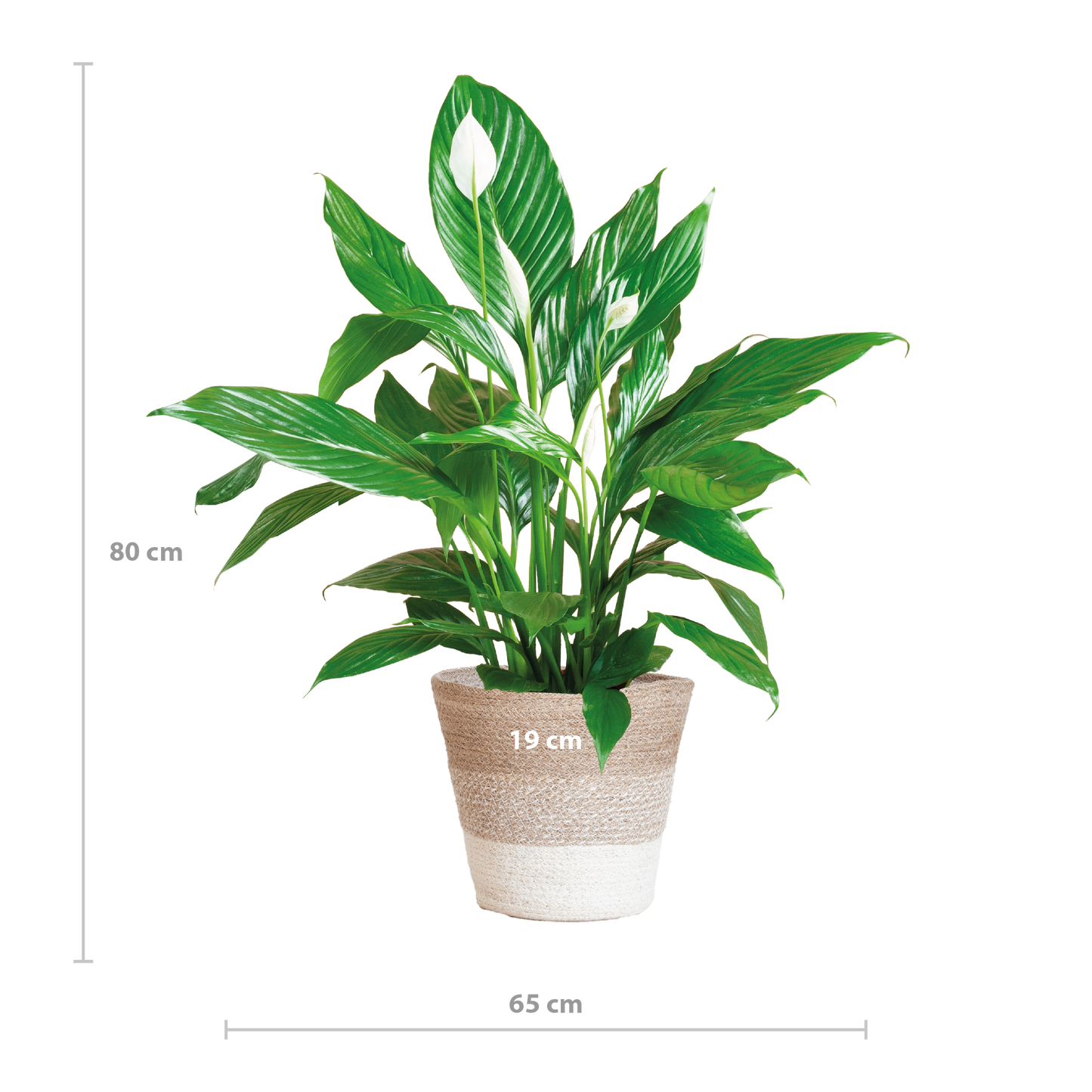 Spathiphyllum mit Mand Lissabon weiß – 80 cm – Ø21