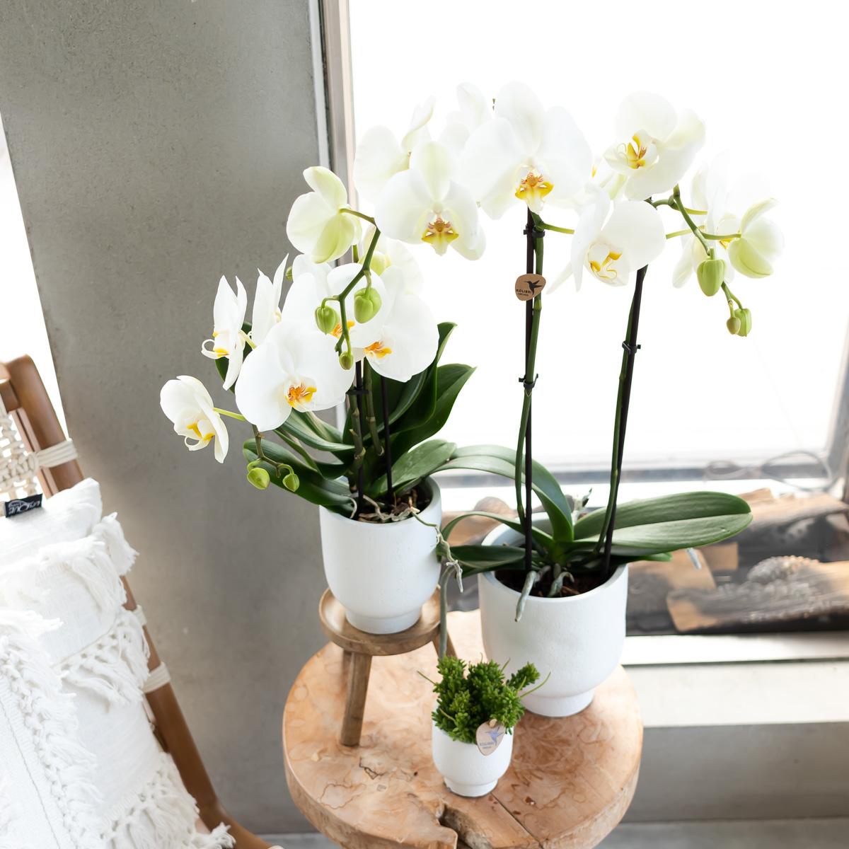 Kolibri-Startseite | Plantenstandaard - Houten planten verhoging Ø12cm
