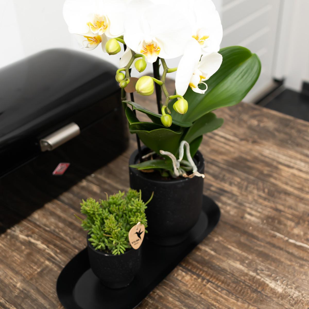 Kolibri-Startseite | Teller oval - Ovale dienblad Ø30cm - Schwarz
