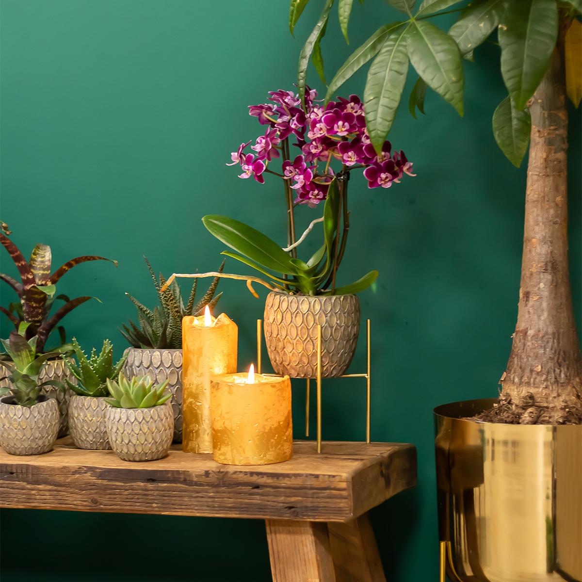 Kolibri-Startseite | Plantenstandaard - Goldmetallischer Plantenverhoging Ø12cm