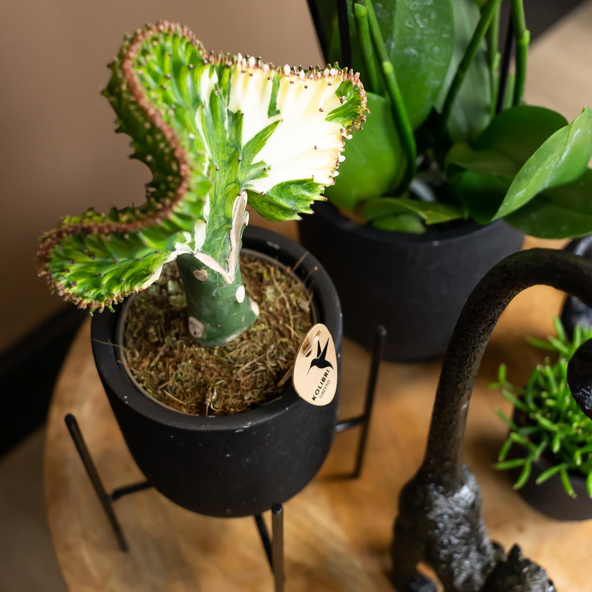 Kolibri-Startseite | Plantenstandaard - Schwarzer Metall-Pflanzenständer Ø12cm