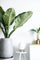 Voorbeeldplant