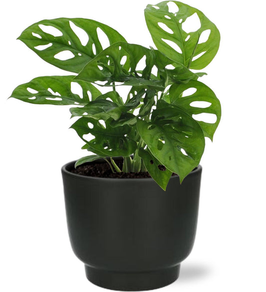 Monstera Monkey Leaf - Ø12cm - ↕30cm + Potenza Topf D13x11cm - Zwart