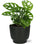 Monstera Monkey Leaf - Ø12cm - ↕30cm + Potenza Pot D13x11cm - Zwart