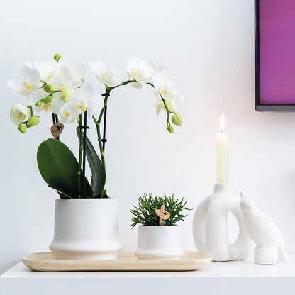 Kolibri Home | Ornament - Decoratie beeld Cockatoo - White