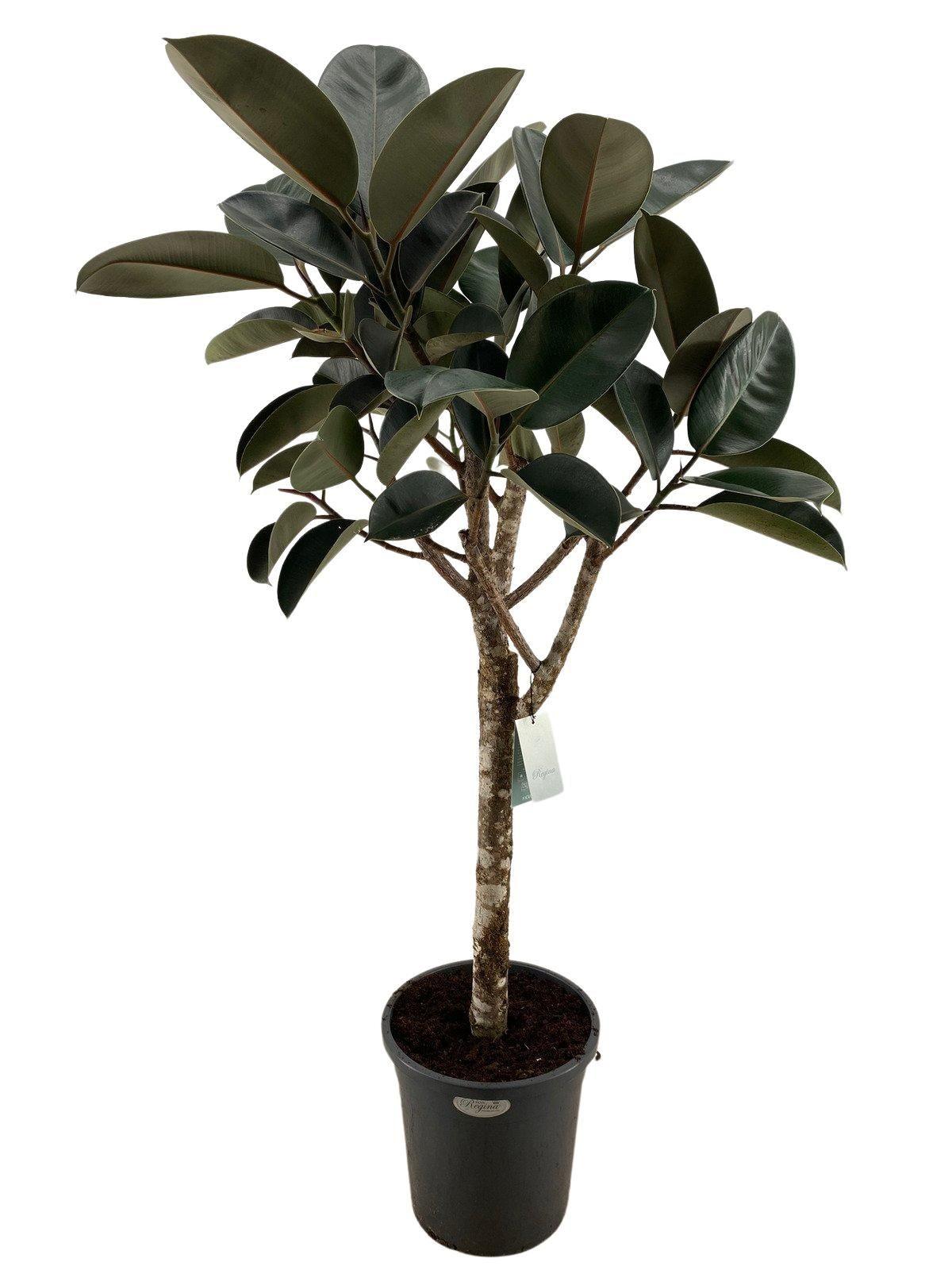 ficus elastica burgundy - 180 cm