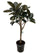 ficus elastica burgundy - 180 cm