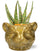 Aloe Hybride - Ø10,5cm - ↕15cm + Planter Luipaard D12x9,5cm - Goud