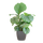 Calathea Orbifolia met Viber grijs - 65cm - Ø21