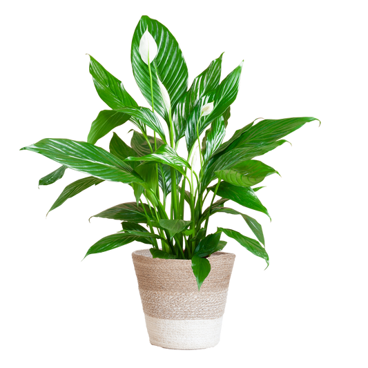 Spathiphyllum mit Mand Lissabon weiß – 80 cm – Ø21