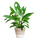 Spathiphyllum met Mand Lissabon wit - 80cm - Ø21
