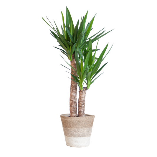Yucca Elephantipes mit Mand Lissabon weiß - 90cm - Ø21