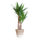 Yucca Elephantipes met Mand Lissabon wit - 90cm - Ø21