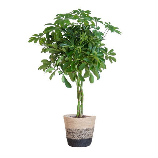 Schefflera Arab Nora mit Mand Lissabon schwarz - 70cm - Ø21