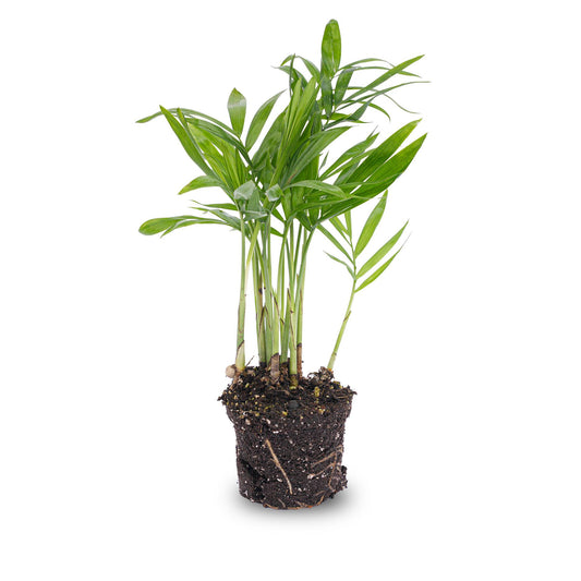 Bergpalme - Chamaedorea elegans 'baby' - Terrarienpflanze - Topf 6